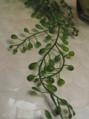 Green Trailing Planktothrix Pick