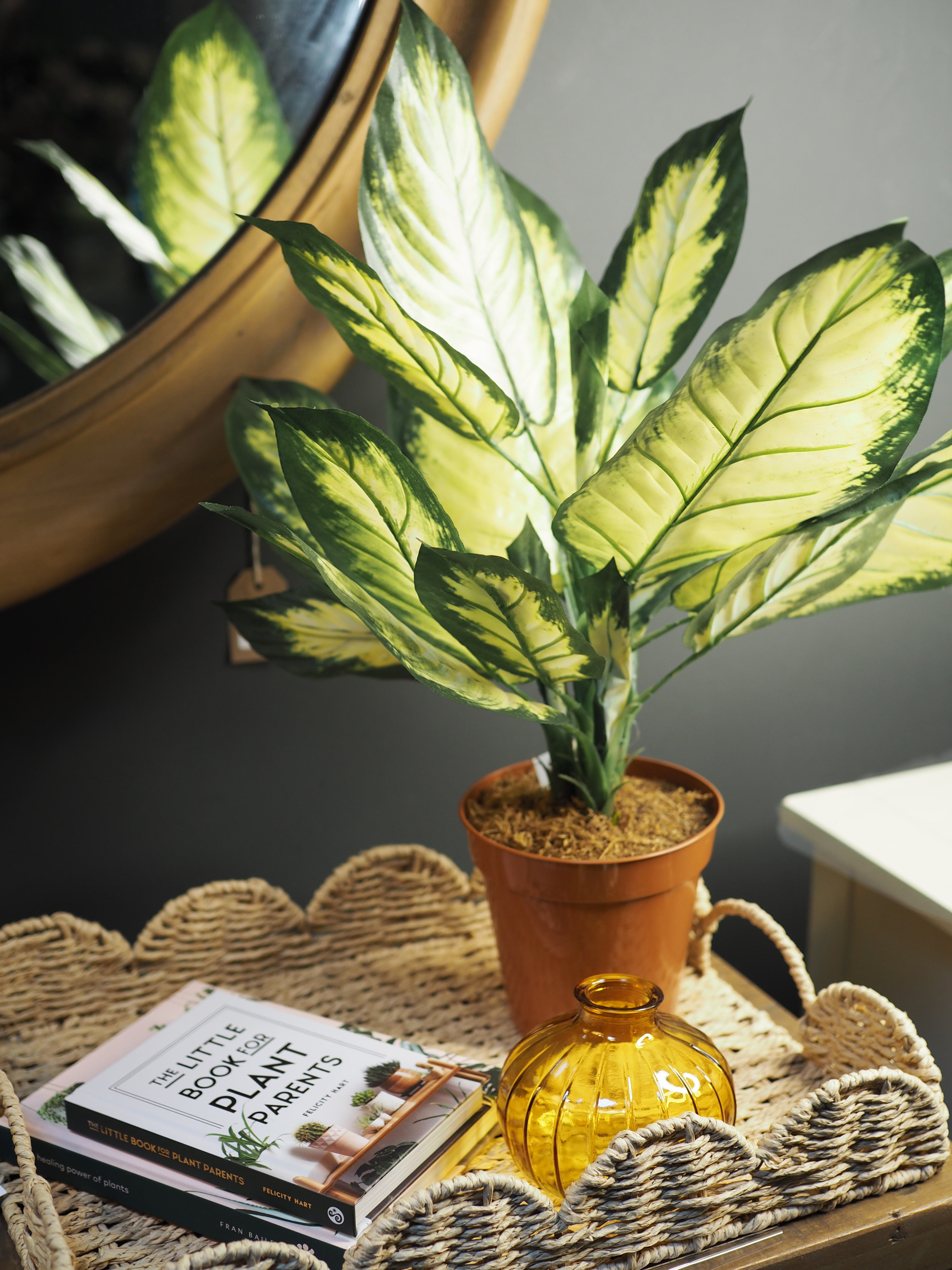 Potted dieffenbachia plant