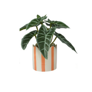 Pastel stripped potted plant