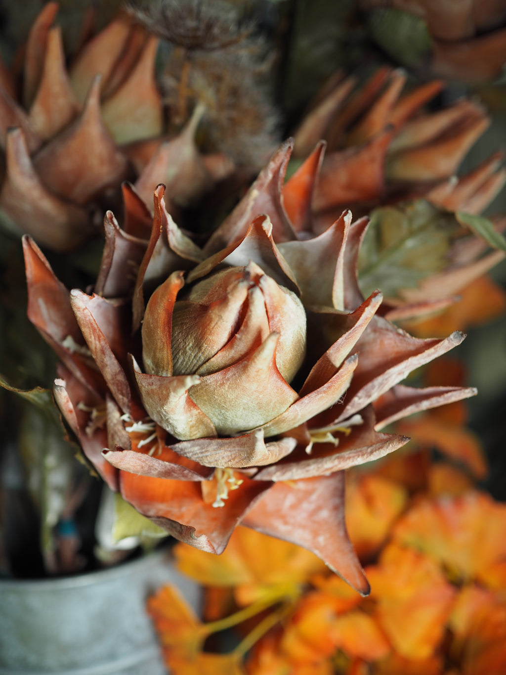 Tall Autumnal artichoke stem