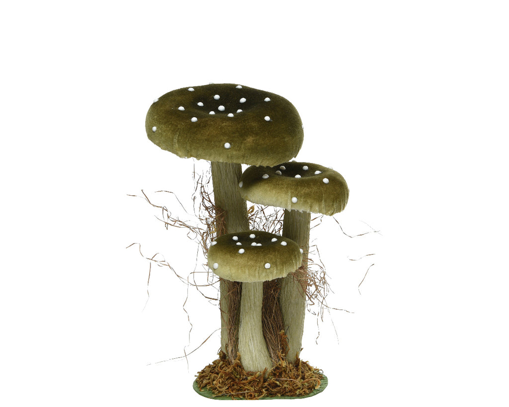 Tall Toadstool family