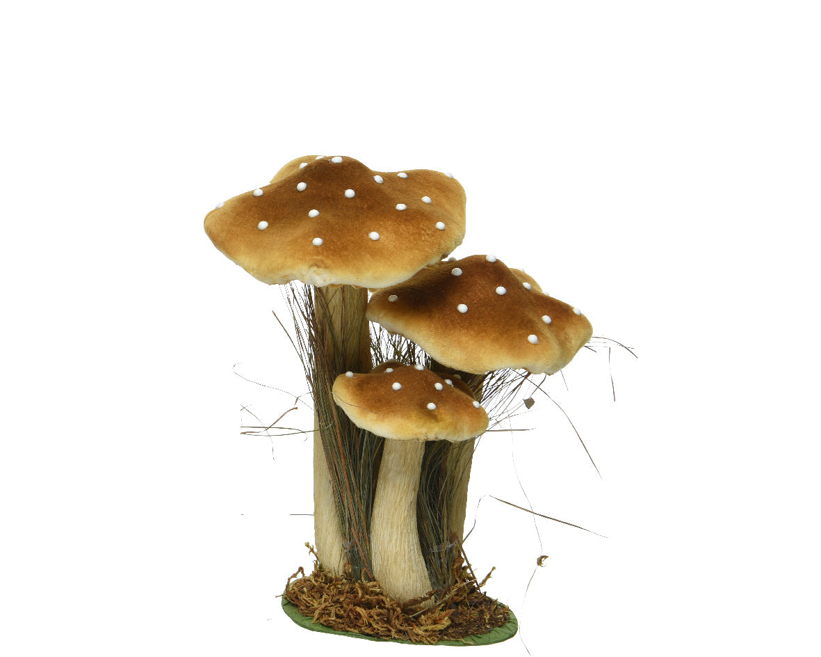 Tall Toadstool family