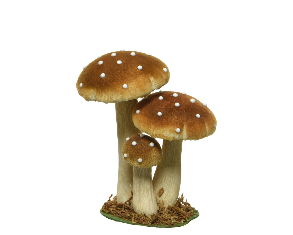 Medium toadstool family