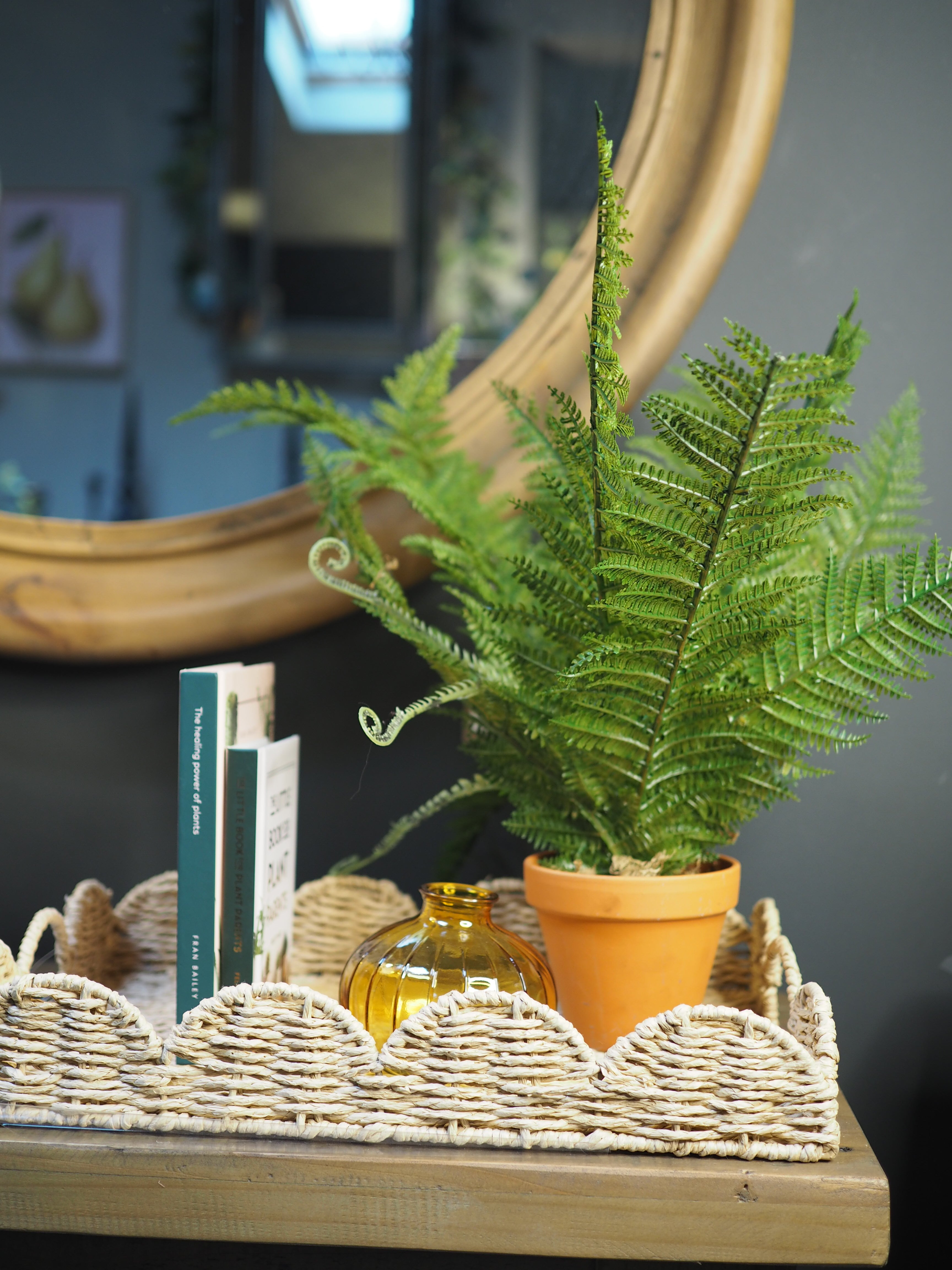 Potted boston fern plant
