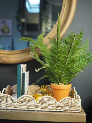 Potted boston fern plant
