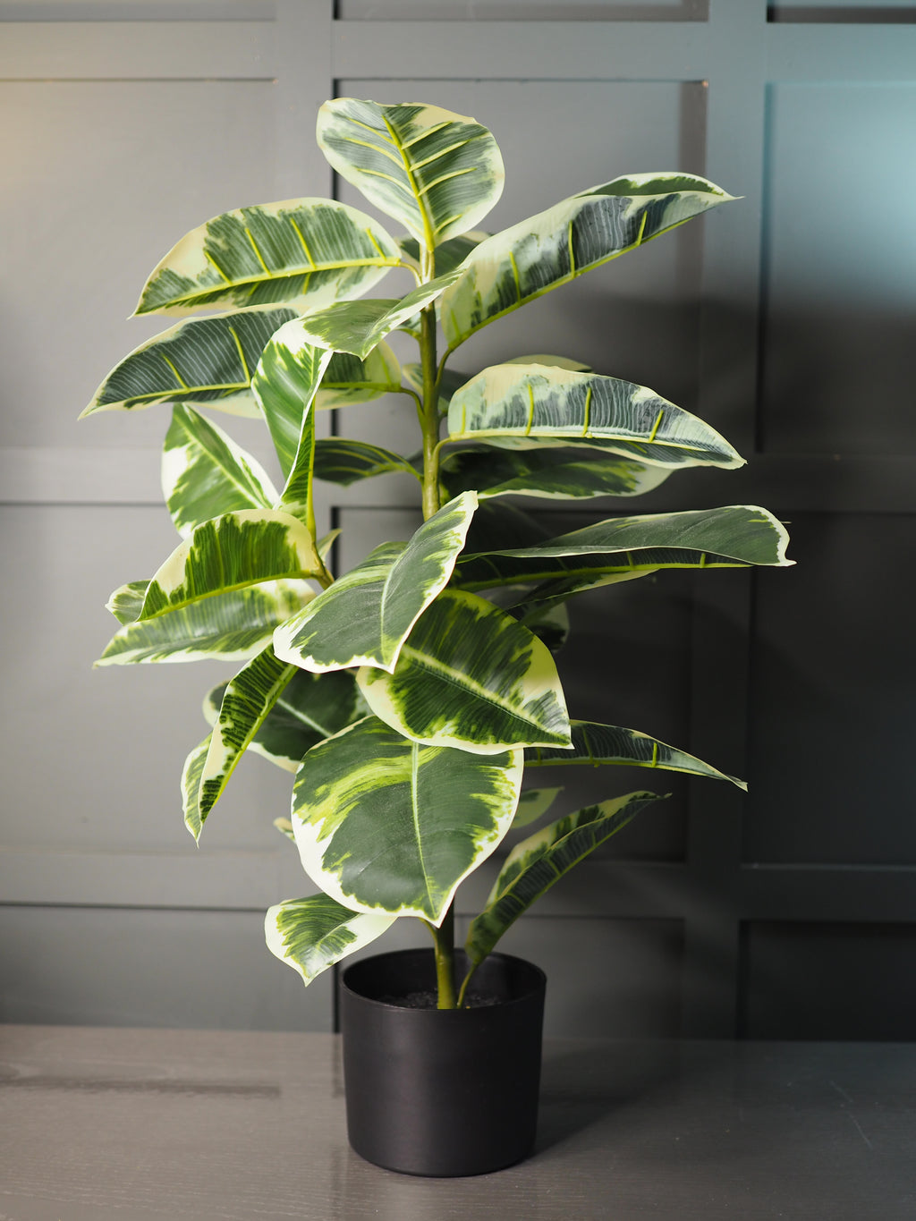Rubber plant in pot