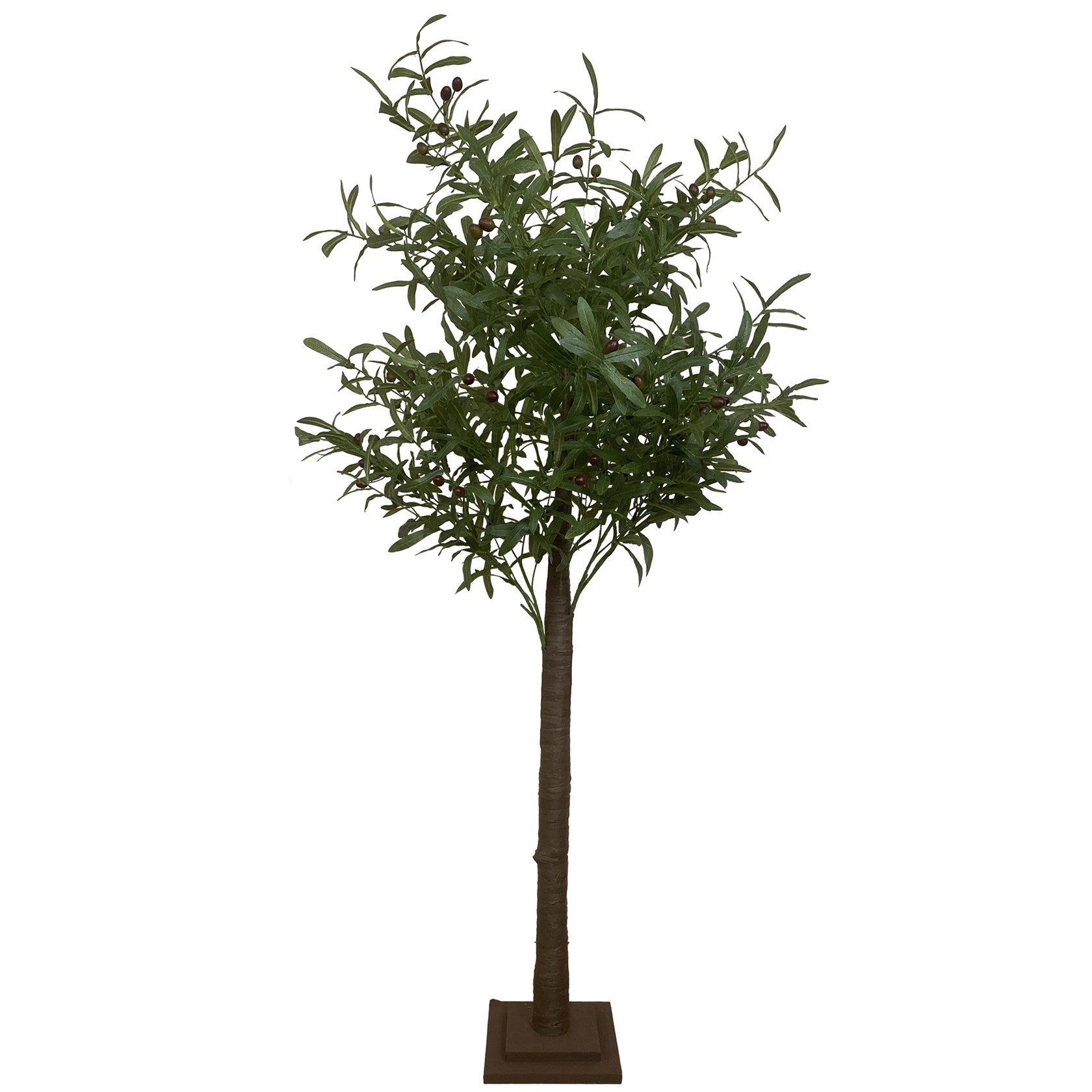 Olive tree