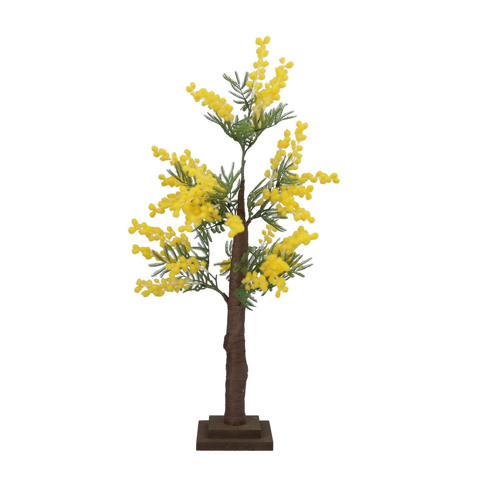Mimosa tree, 70cm