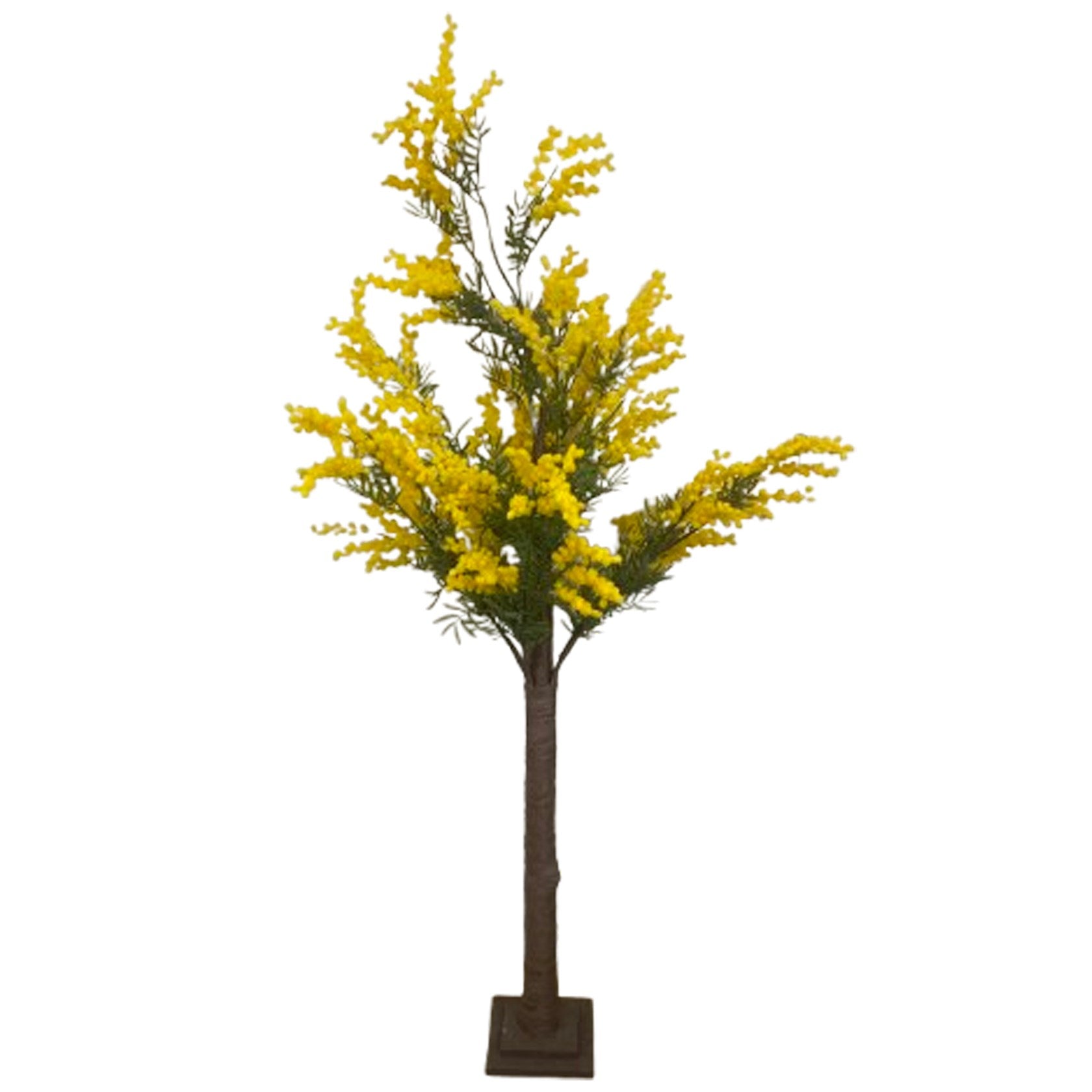 Mimosa tree, 150cm