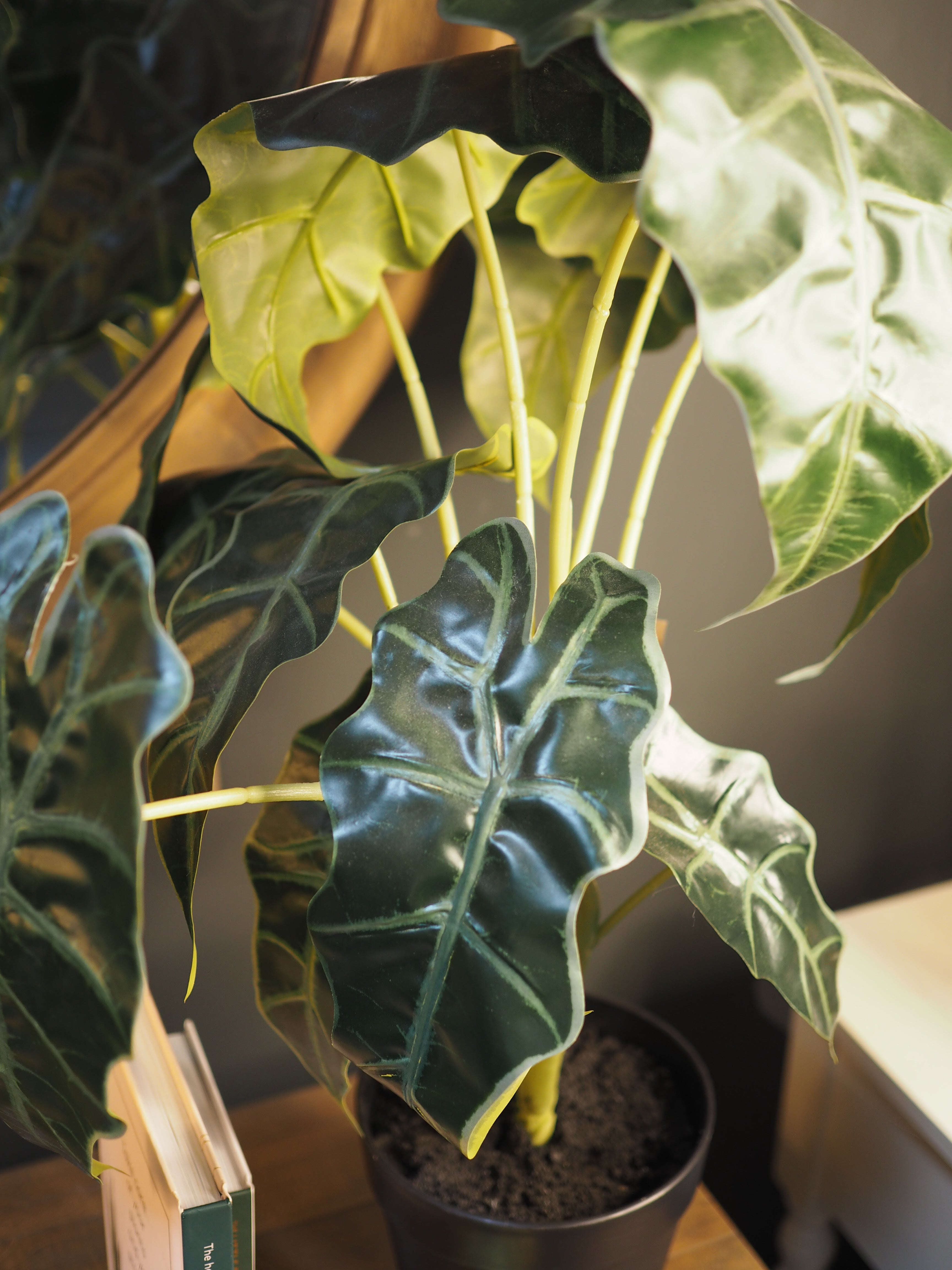 Alocesia Plant in pot