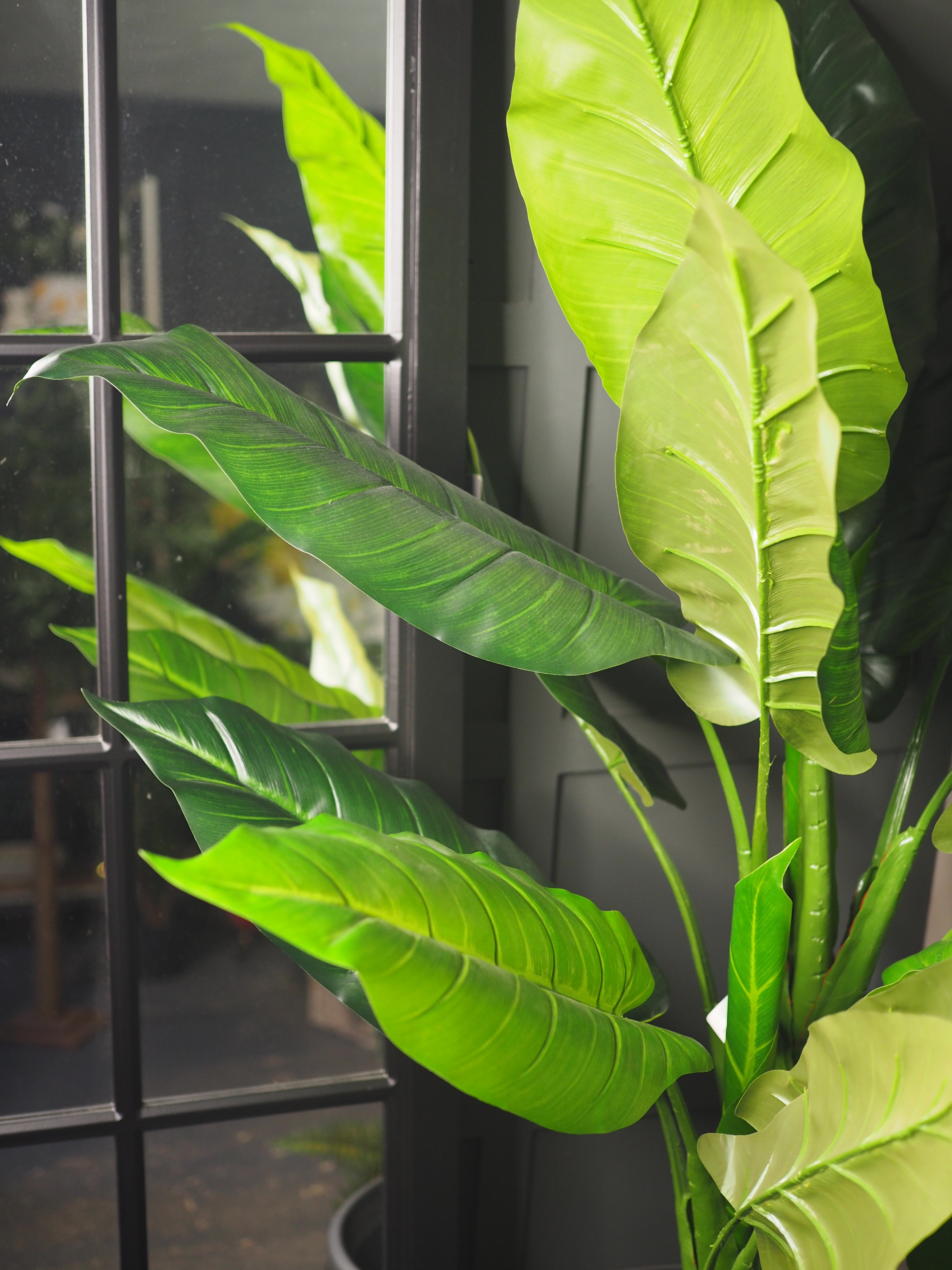 Parlour plant