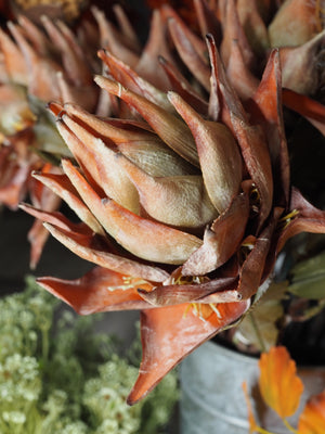 Tall Autumnal artichoke stem
