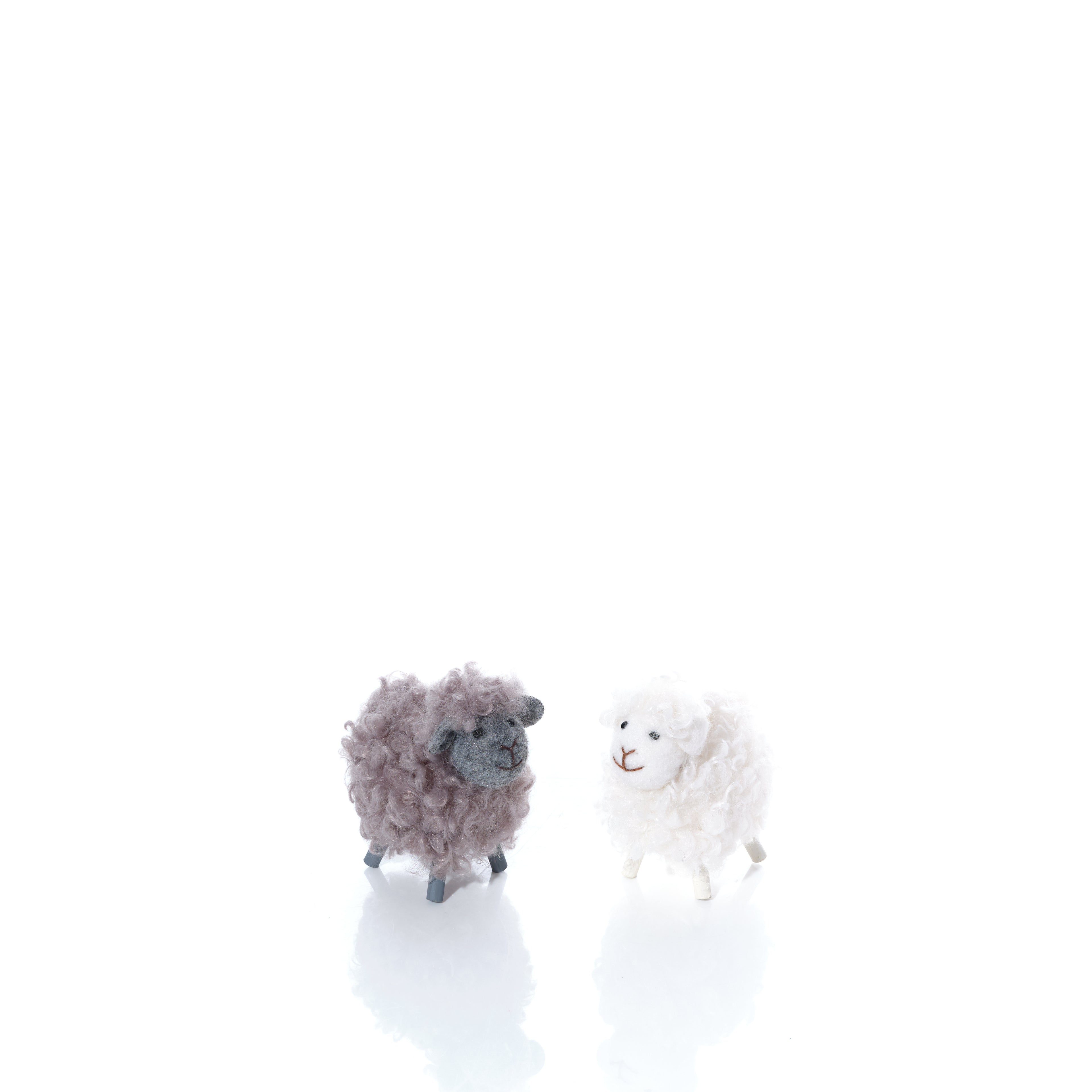 Fluffy fleece standing sheep