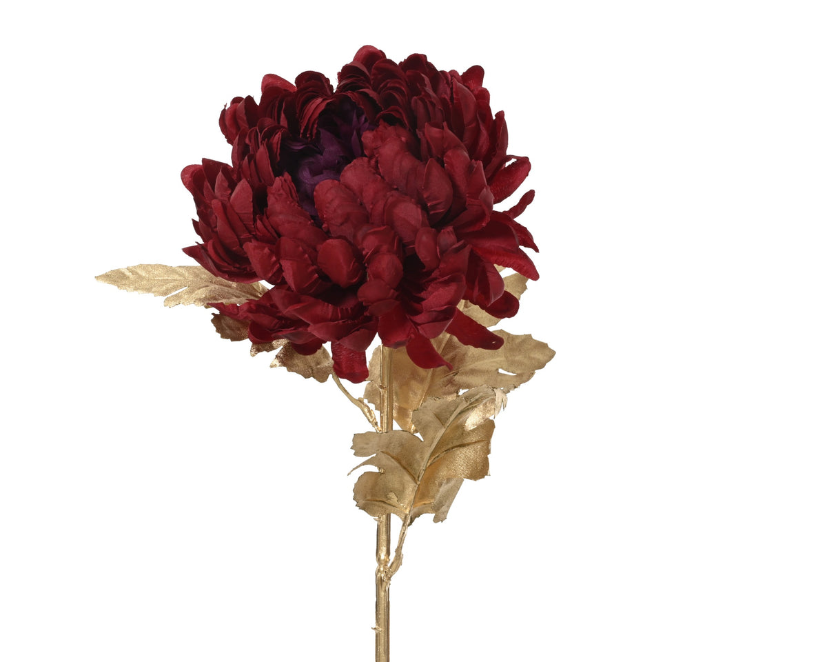 Burgundy chrysanthemum on gold stem