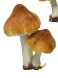 Mushroom/toadstool clips