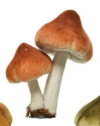 Mushroom/toadstool clips