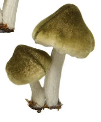 Mushroom/toadstool clips