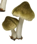 Mushroom/toadstool clips