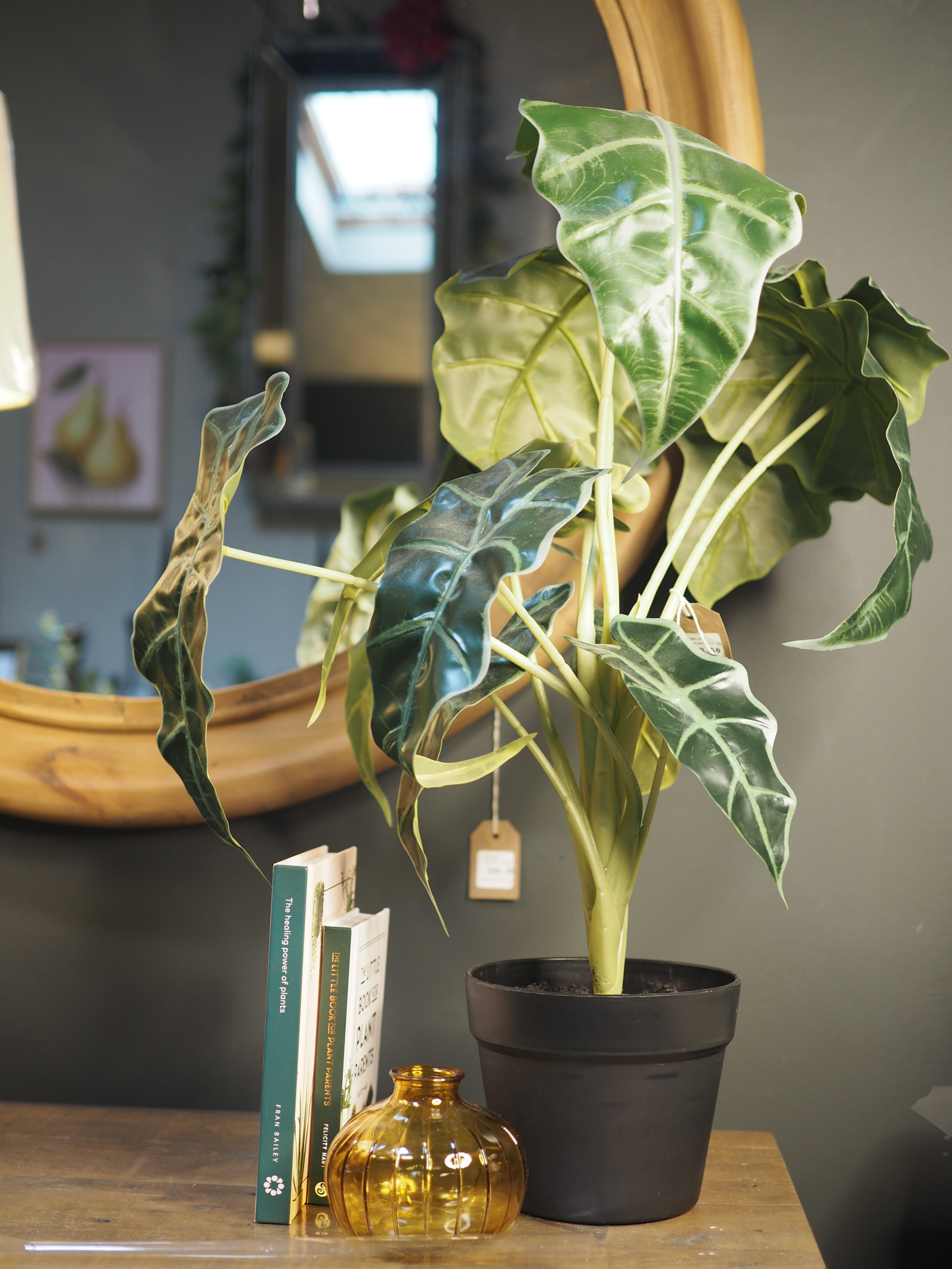 Alocesia Plant in pot