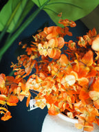 Fiery eucalyptus spray