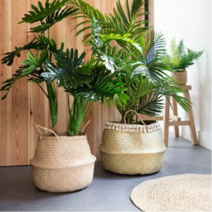 Fortunei tree in pot