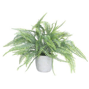 Faux Spider Fern in Pot