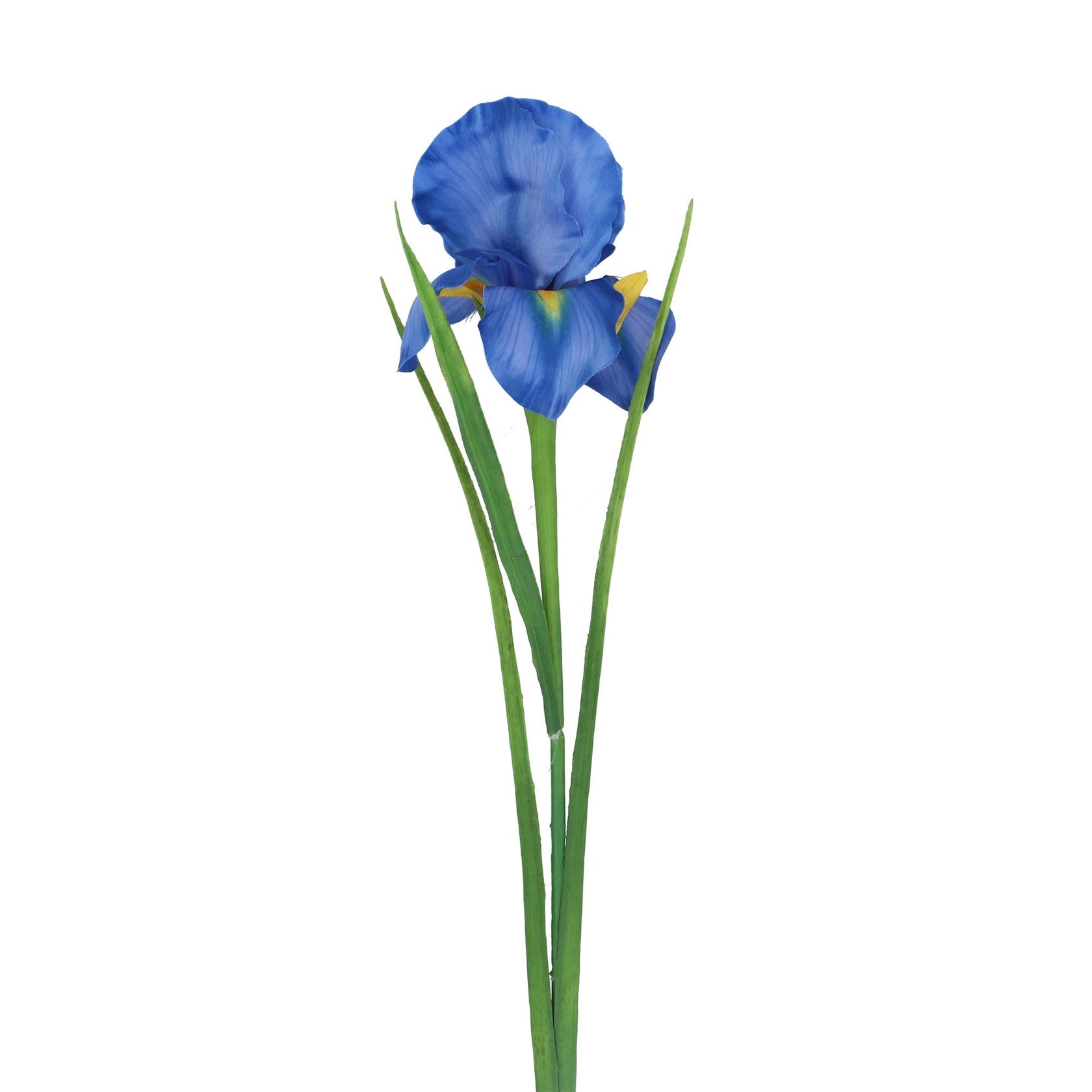 Blue Iris Spray