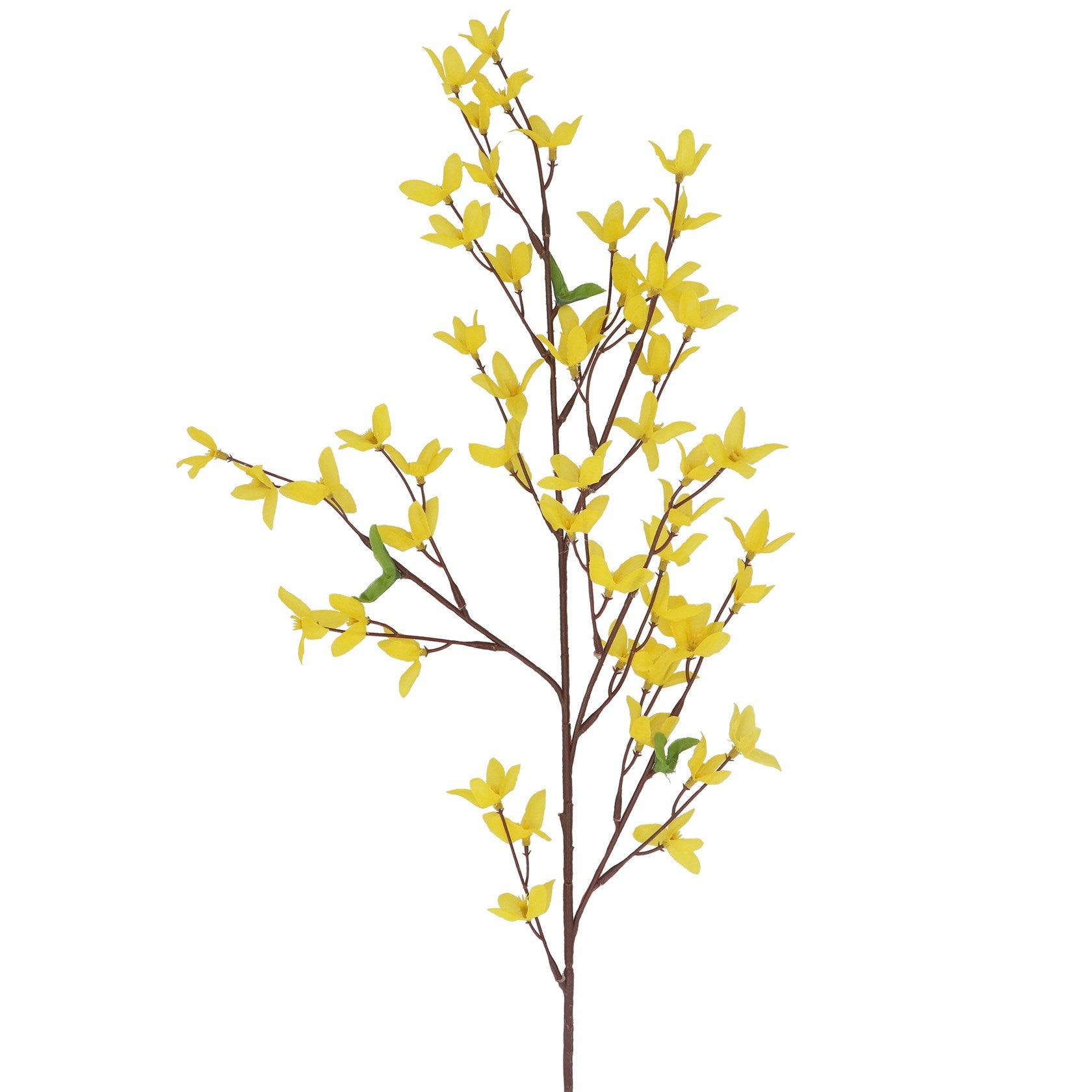 Forsythia Spray