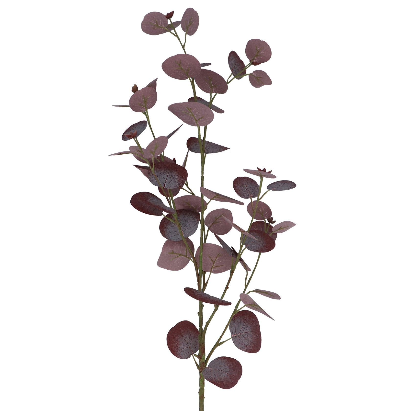 Purple eucalyptus branch