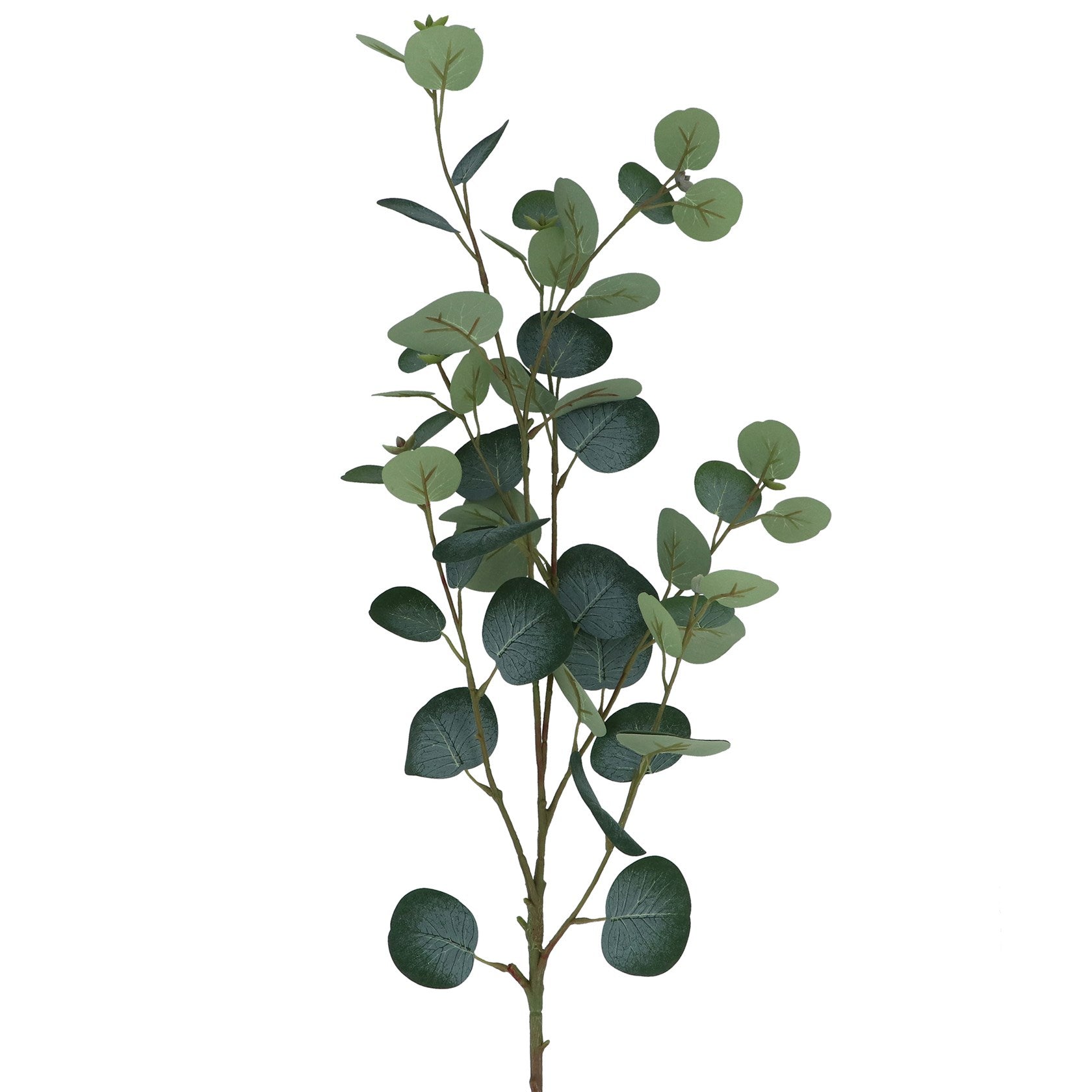 Green eucalyptus branch