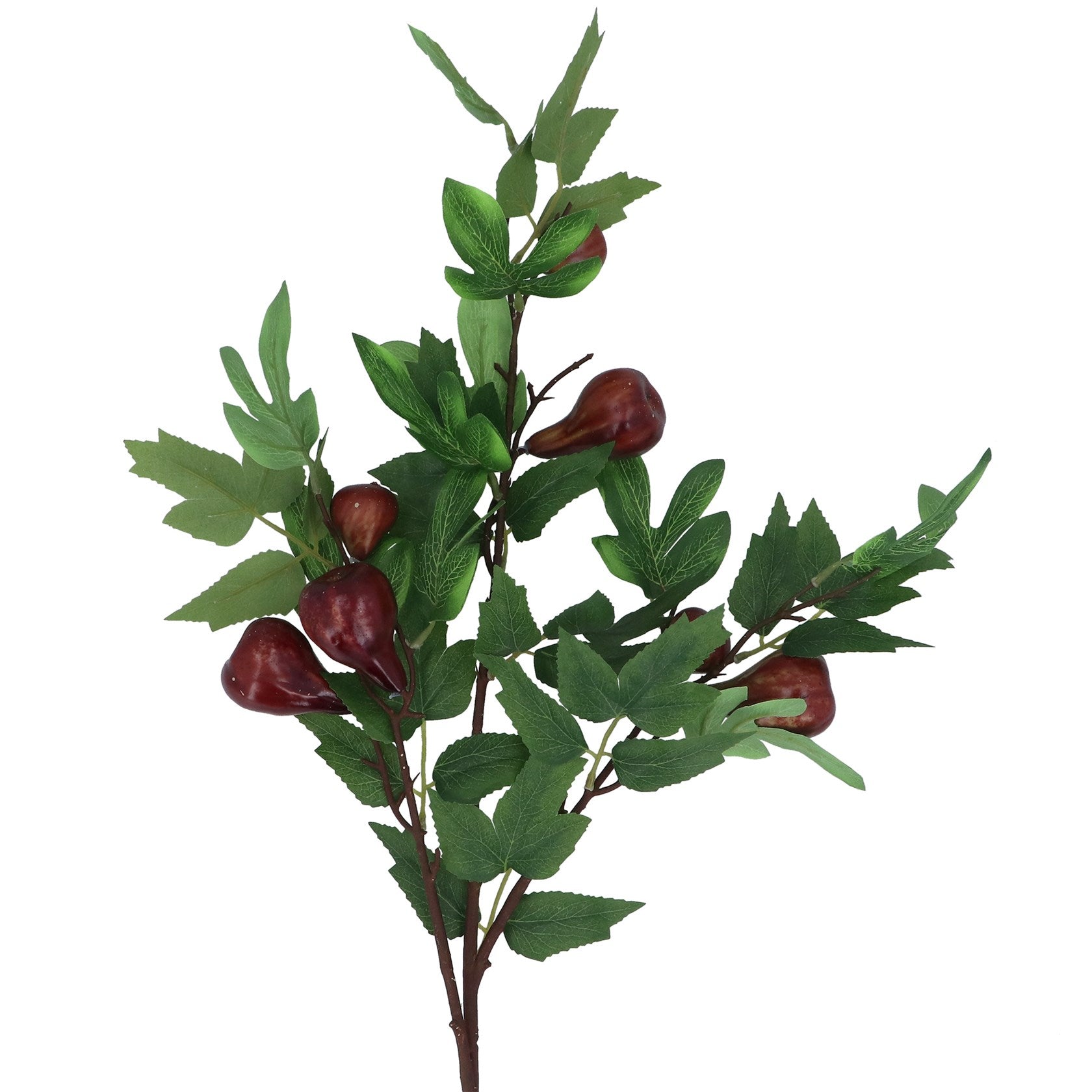 Fig Branch