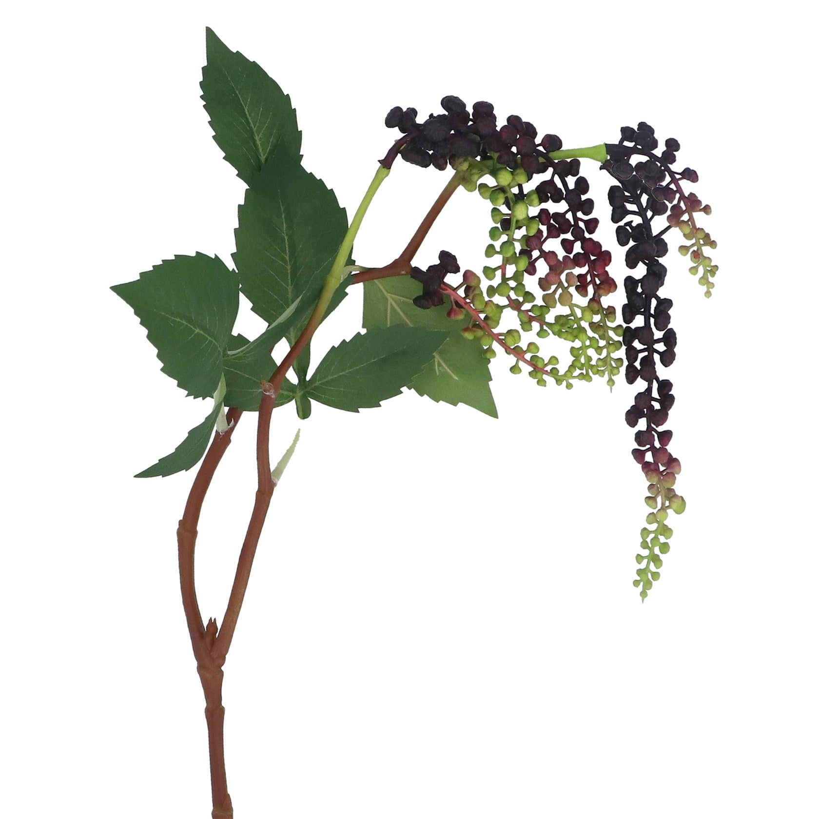 Purple weeping mini grape branch
