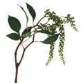 Green weeping mini grape branch