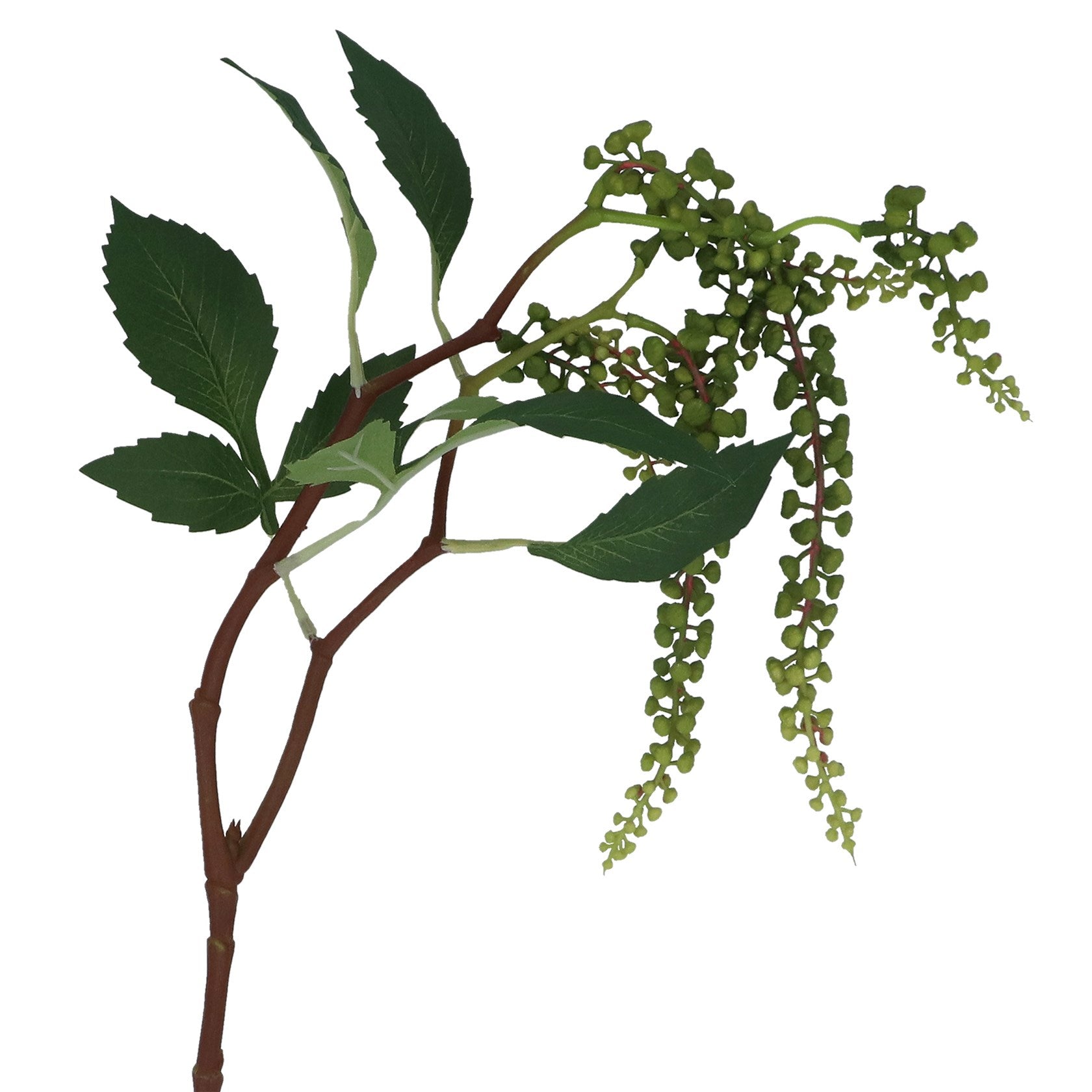 Green weeping mini grape branch