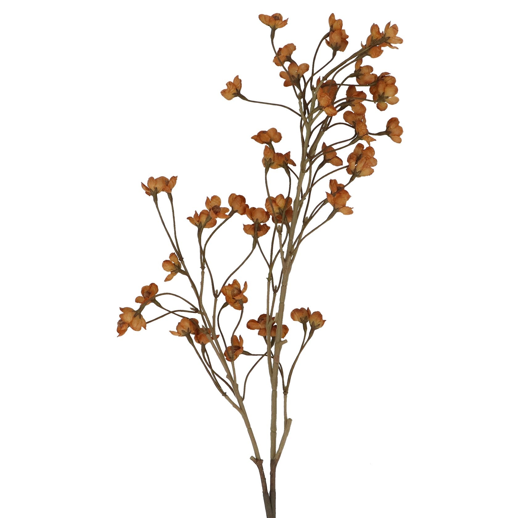 Antique yellow plum blossom branch
