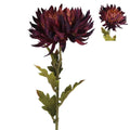Dark purple chrysanthemum stem