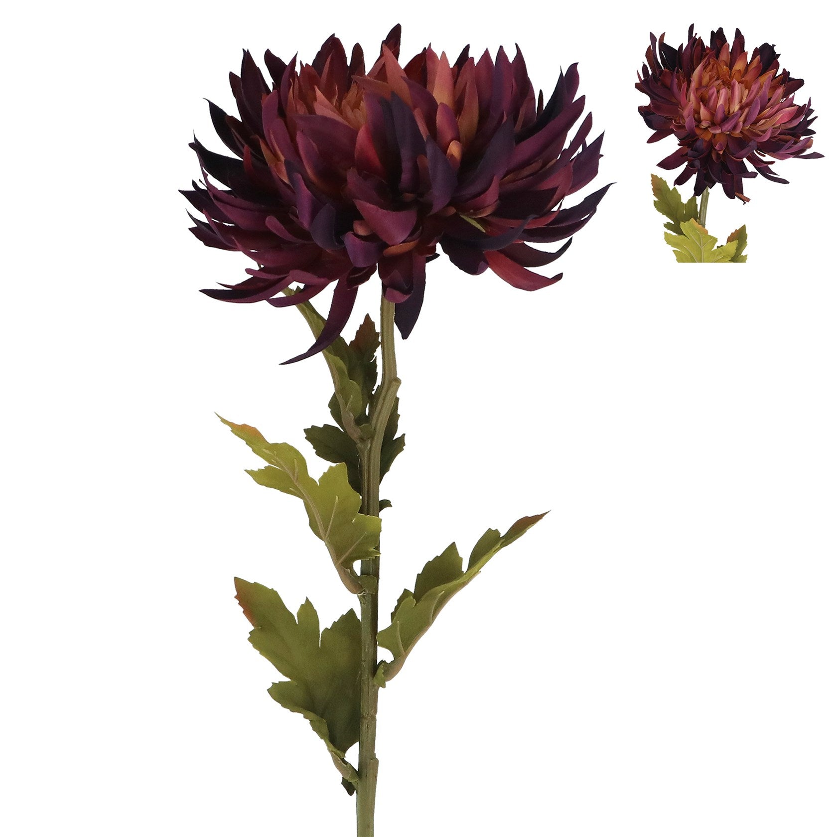 Dark purple chrysanthemum stem
