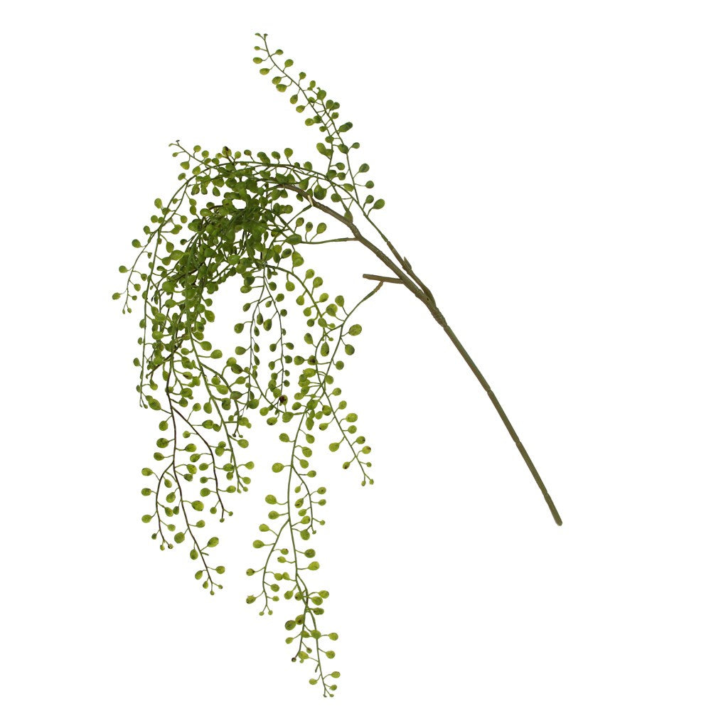 Green Trailing Planktothrix Pick
