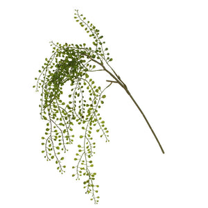 Green Trailing Planktothrix Pick