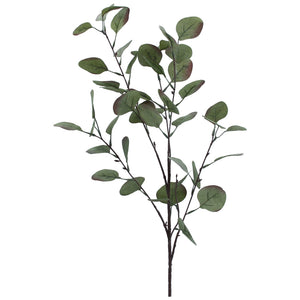 Tinged green eucalyptus branch