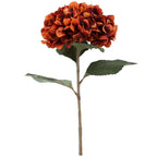Russet giant hydrangea