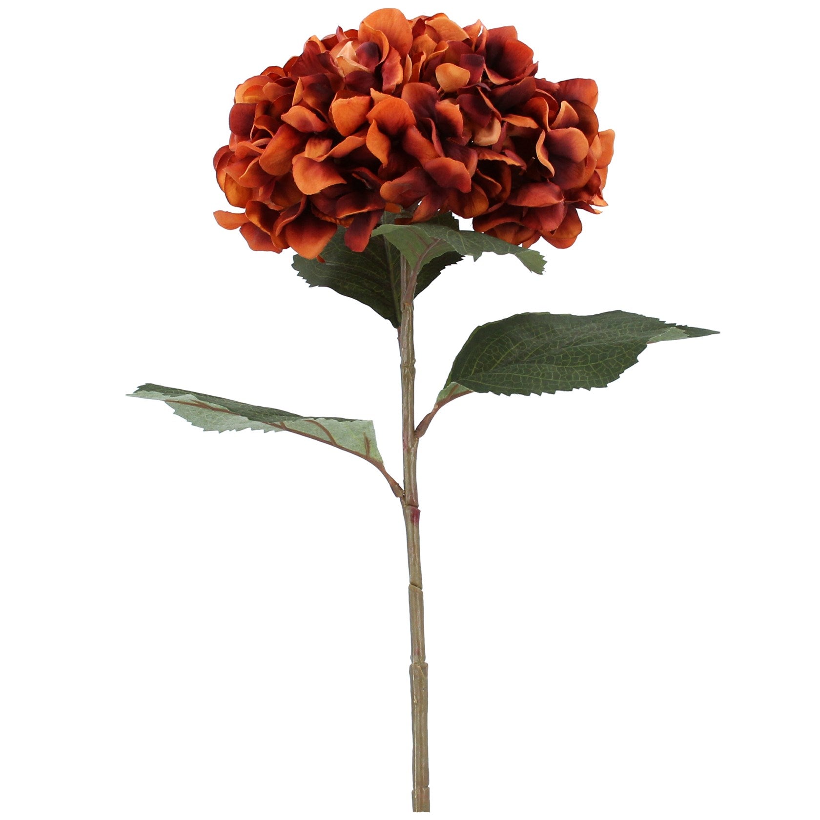 Russet giant hydrangea