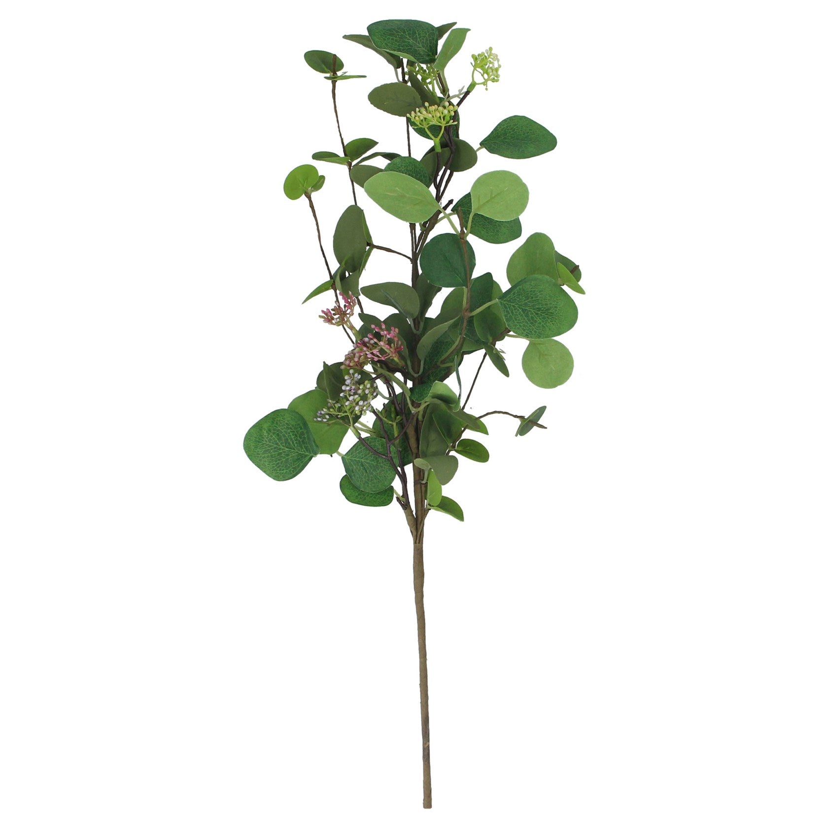 Green eucalyptus spray