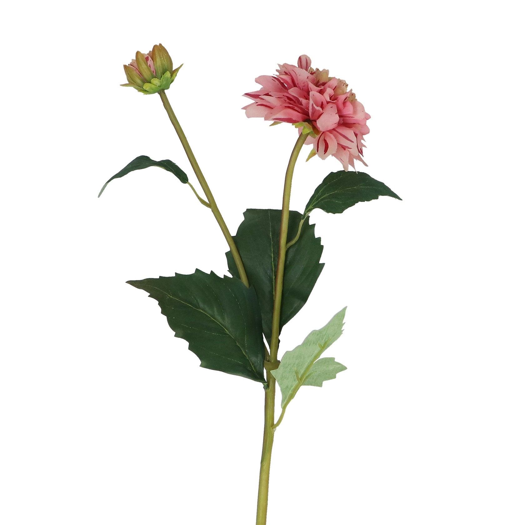 Pink striped dahlia spray