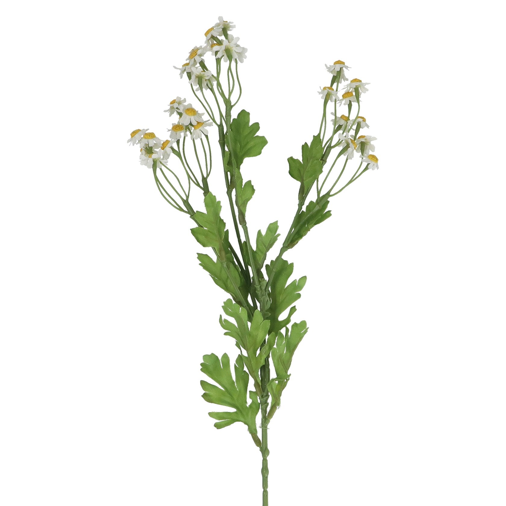 Feverfew spray