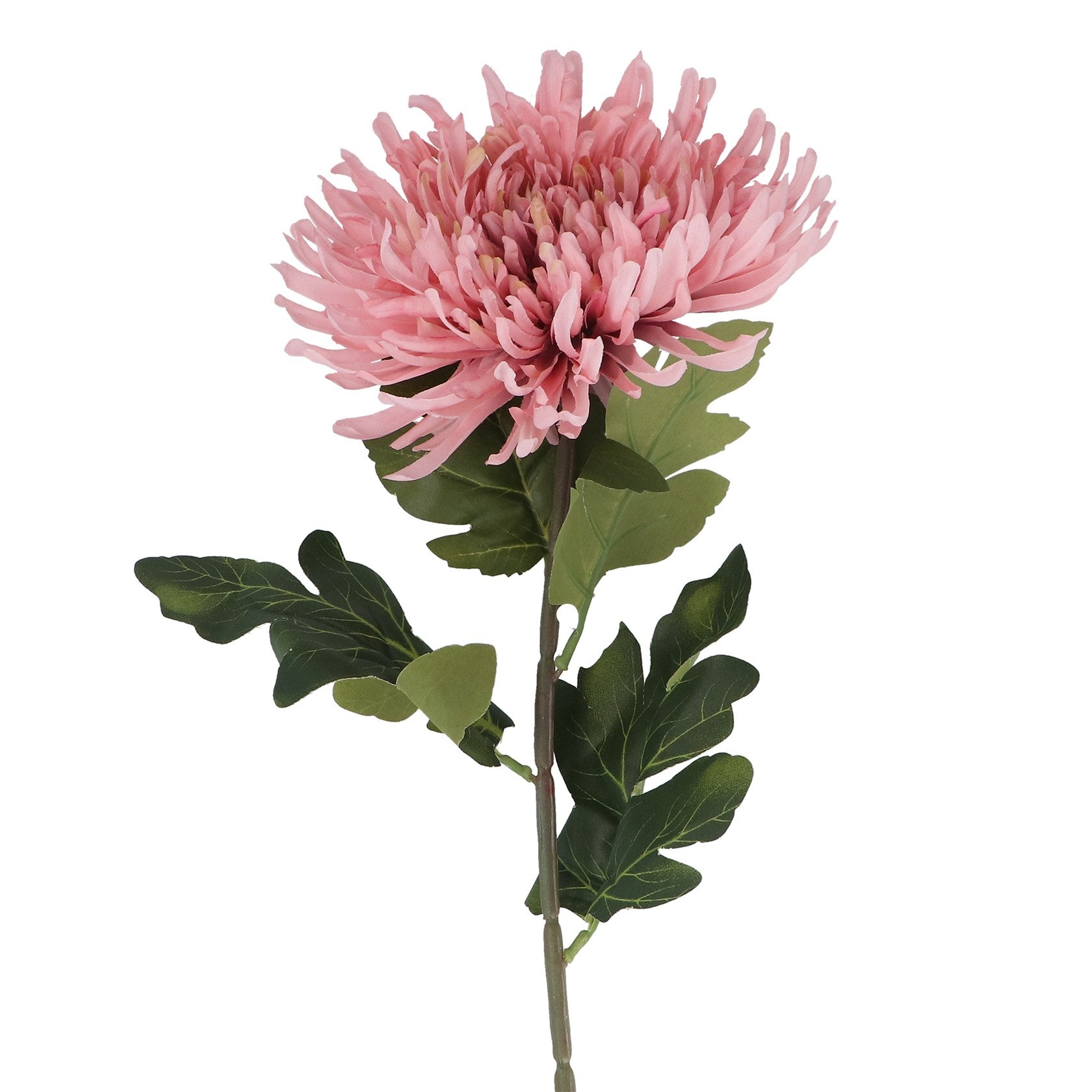 Pink giant chrysanthemum stem
