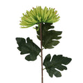 Green giant chrysanthemum stem
