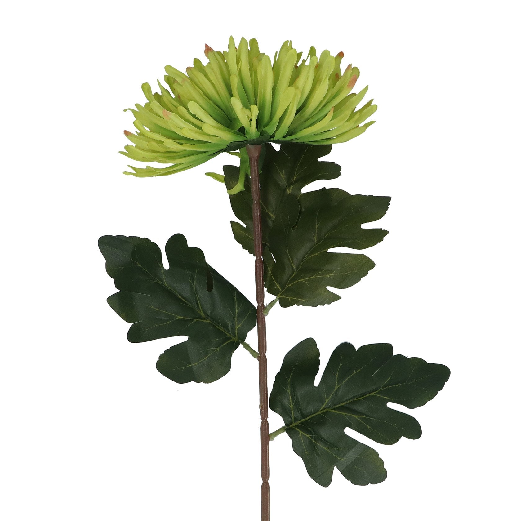 Green giant chrysanthemum stem