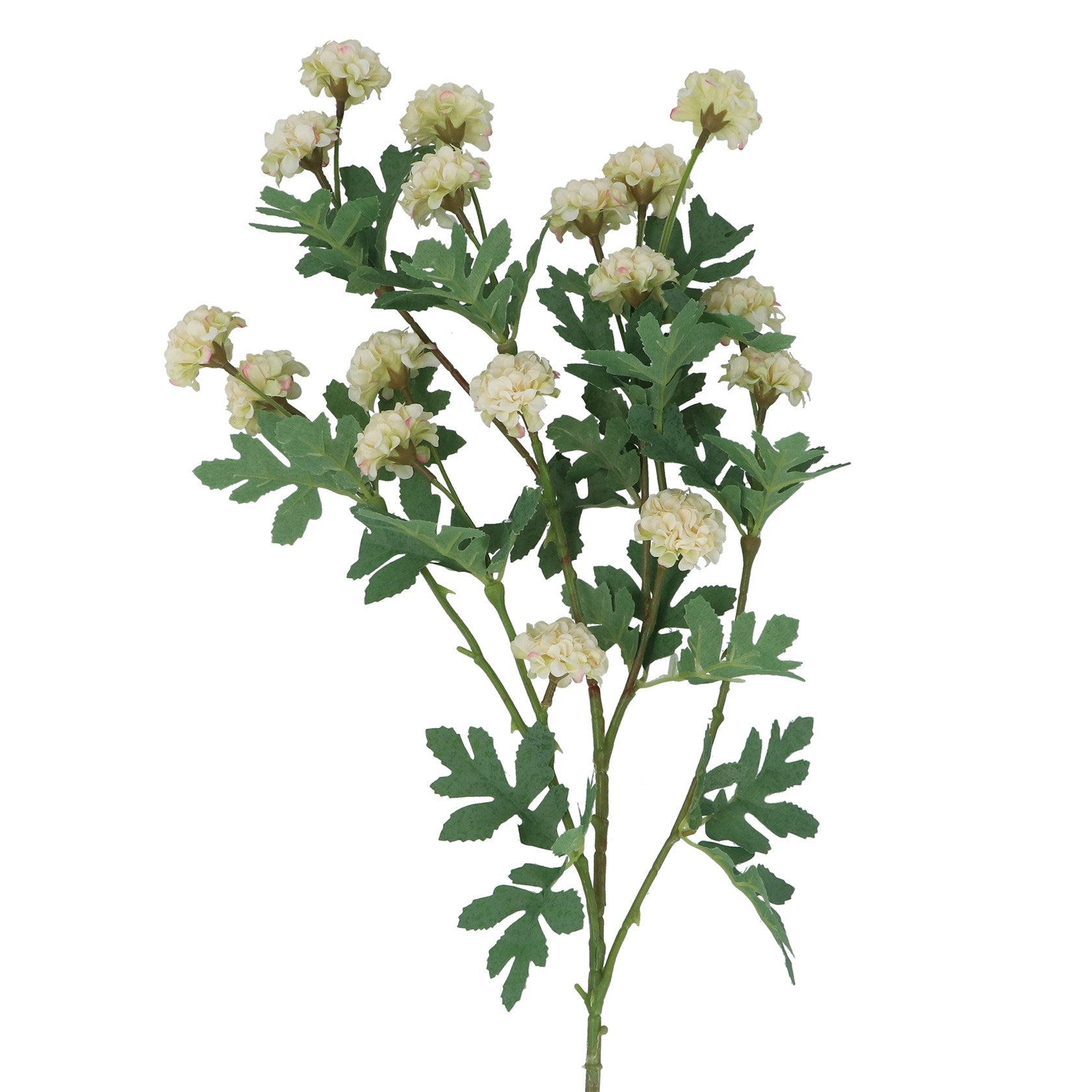 Cream Snowball Tree Branch