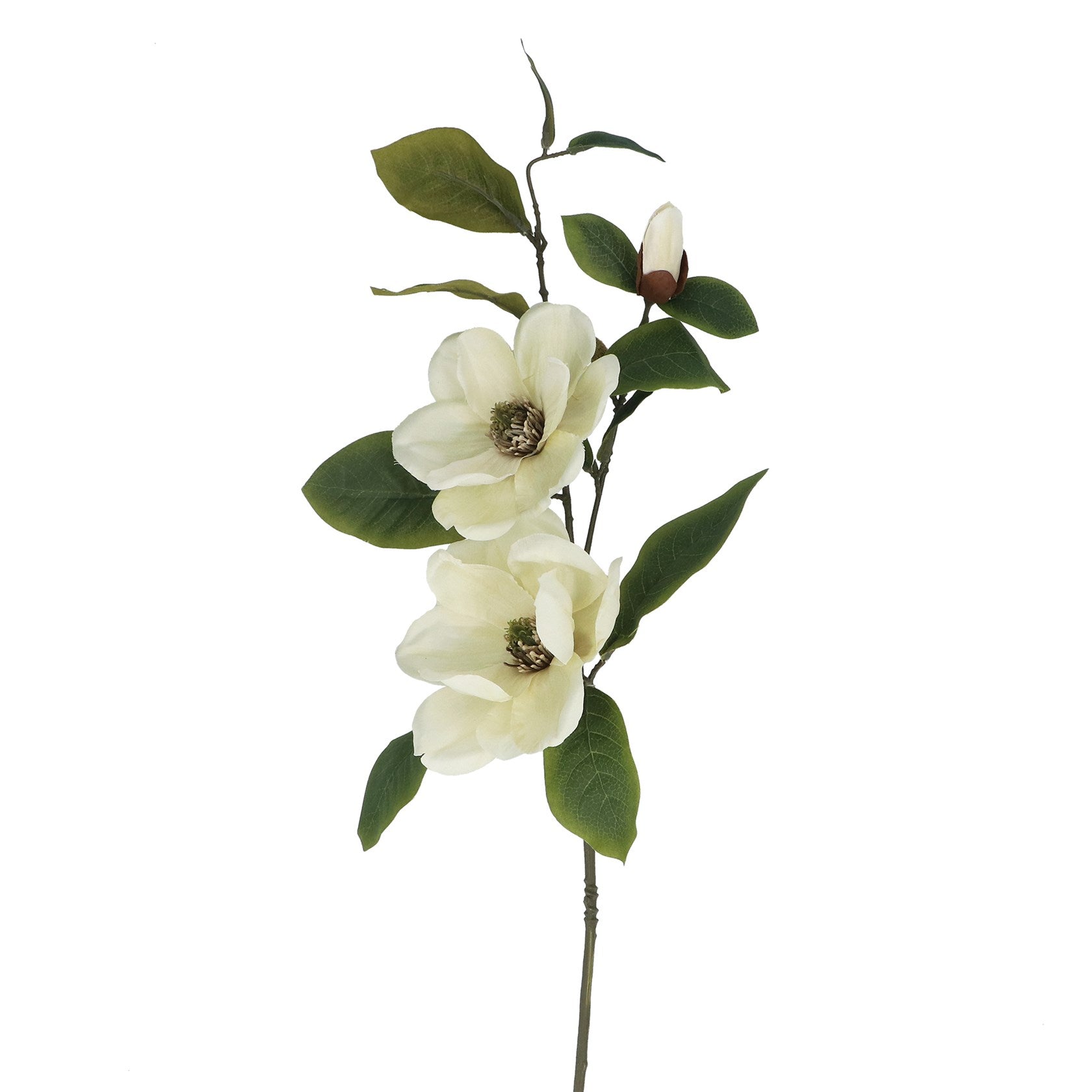Cream Magnolia spray